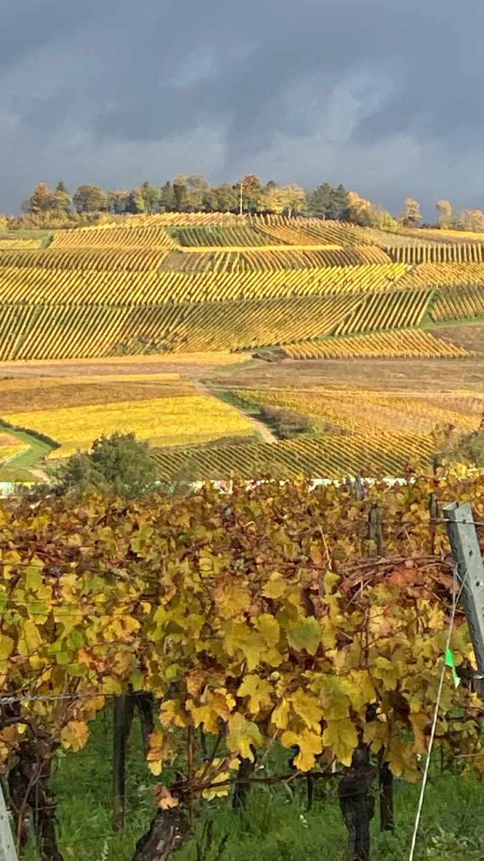 rheingau-1